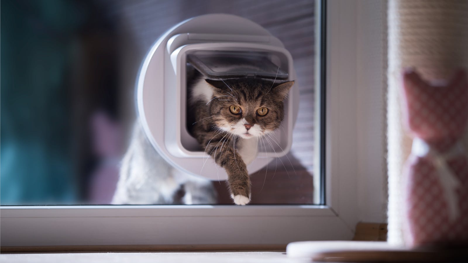The best security cat flaps for your home to keep out unwanted visitors Pets Take A Break